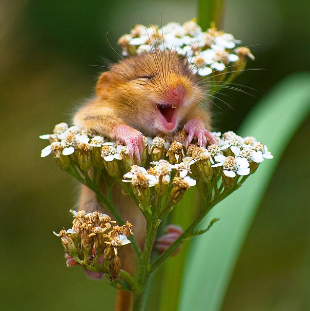 smiling-animals-1