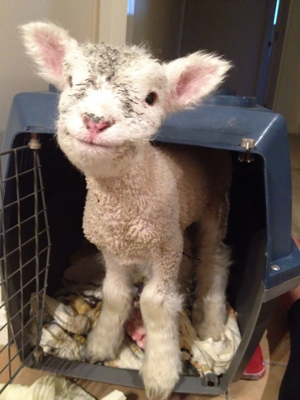 smiling-animals-10