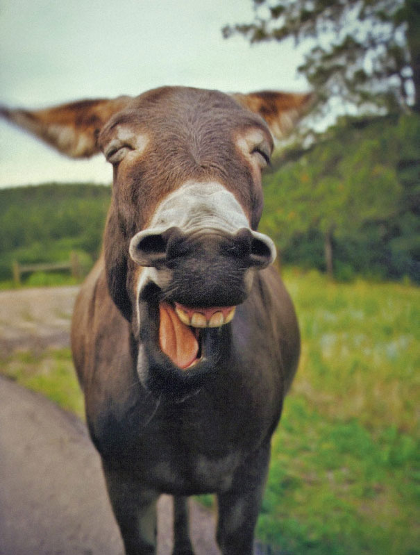 smiling-animals-2