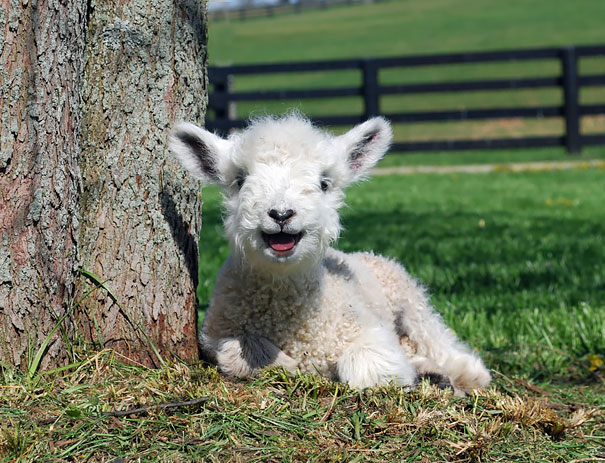 smiling-animals-3