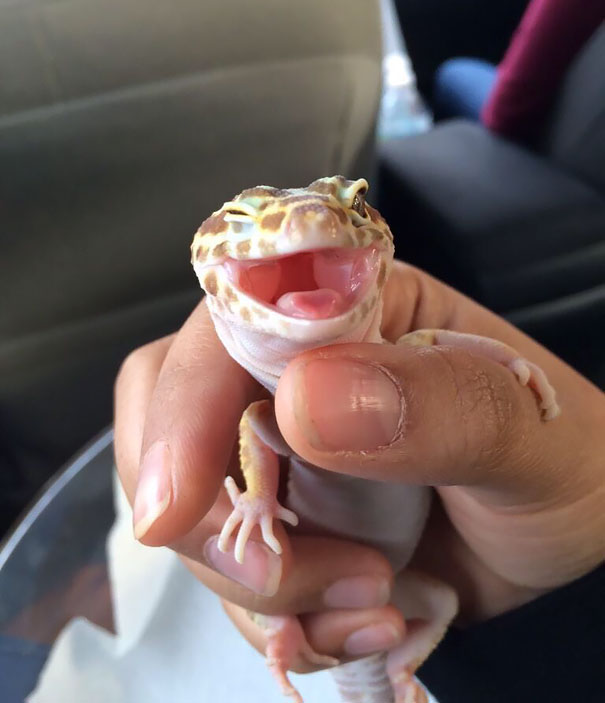 smiling-animals-4