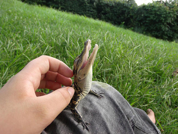 smiling-animals-5