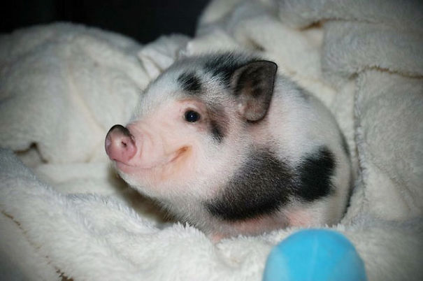smiling-animals-6