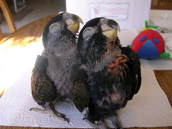 smiling-animals-7