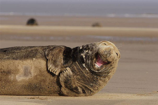 smiling-animals-8