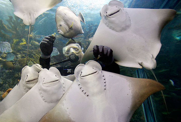 smiling-animals-9