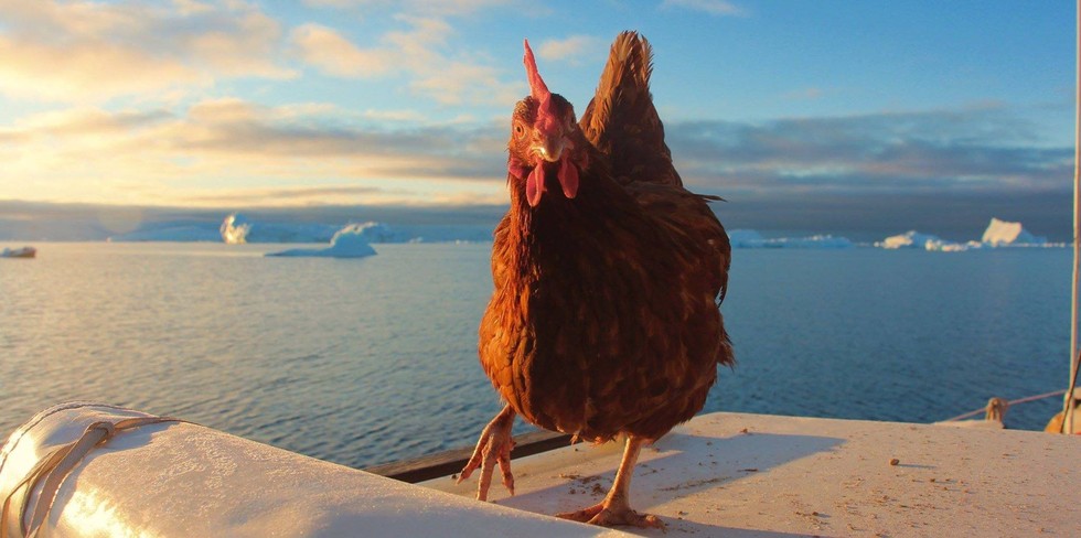 hen_02
