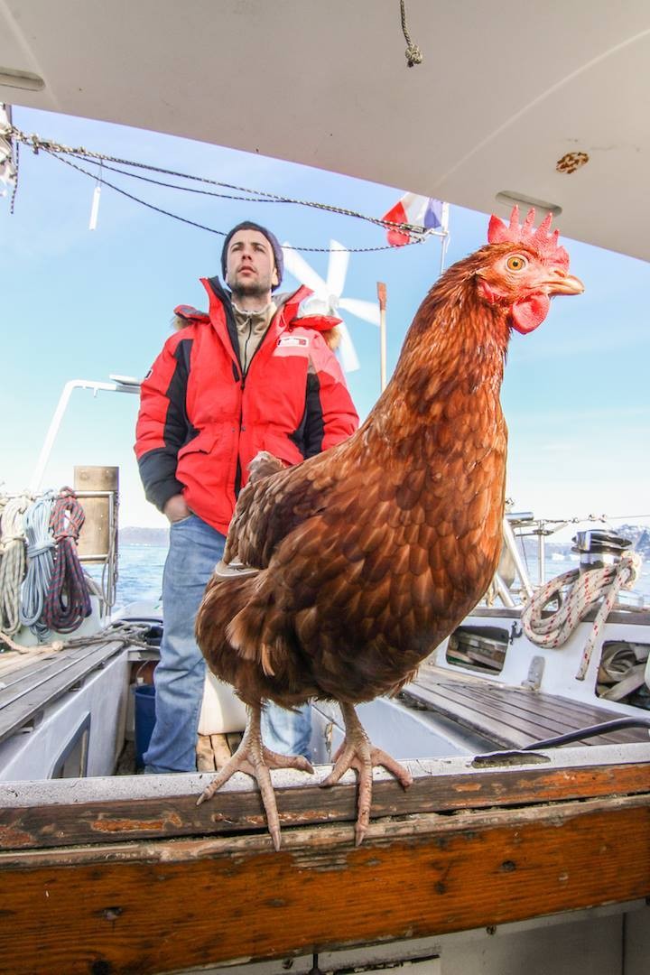 hen_06
