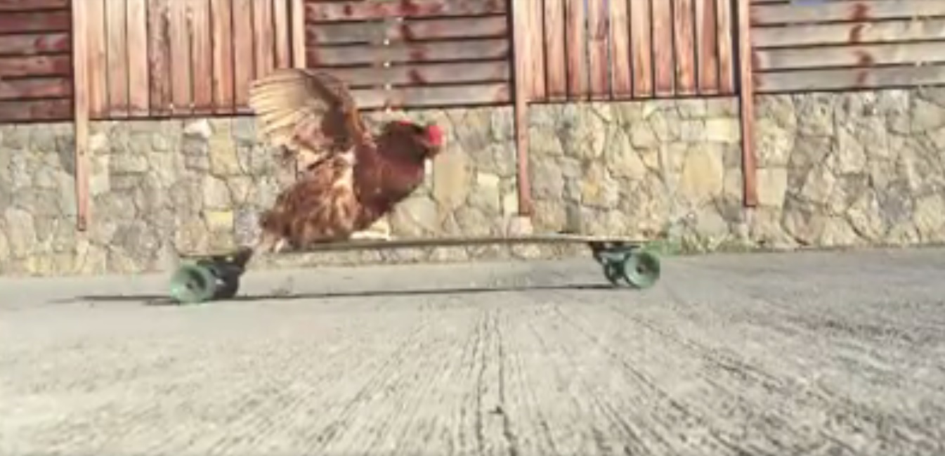 hen_09