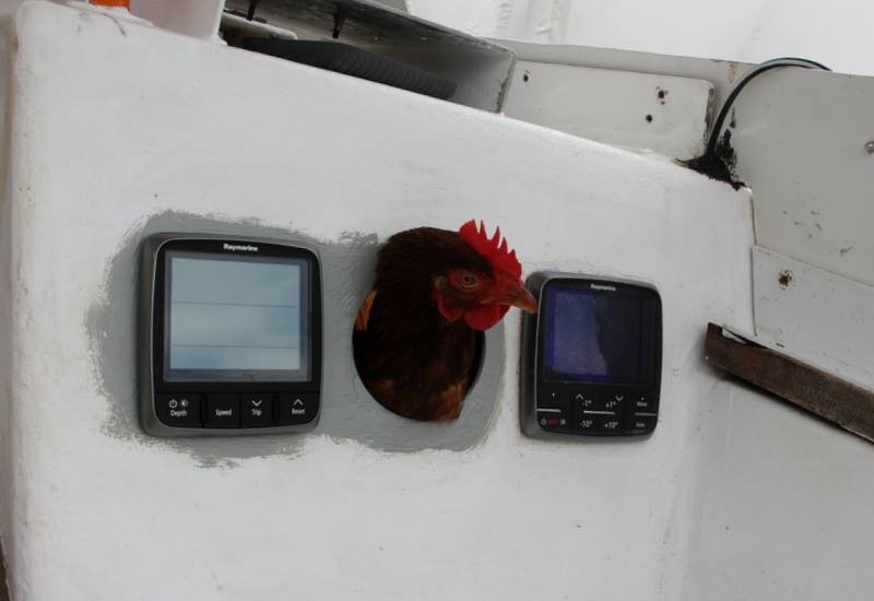 hen_11