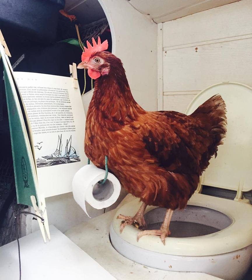 hen_15