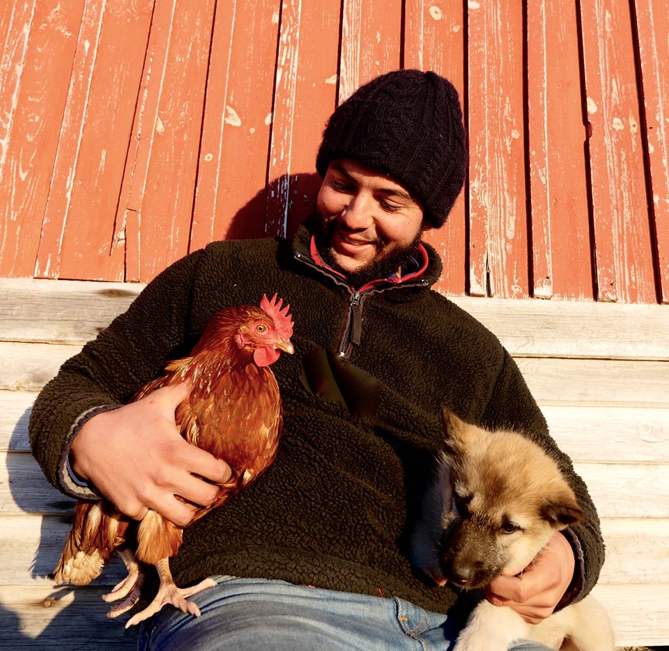 hen_17