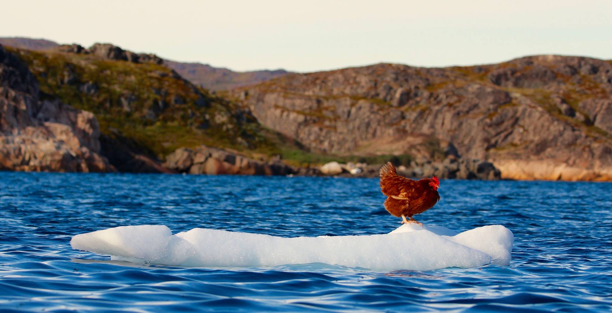 hen_19