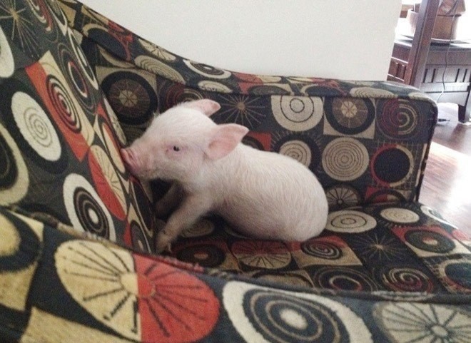 small_pig_01