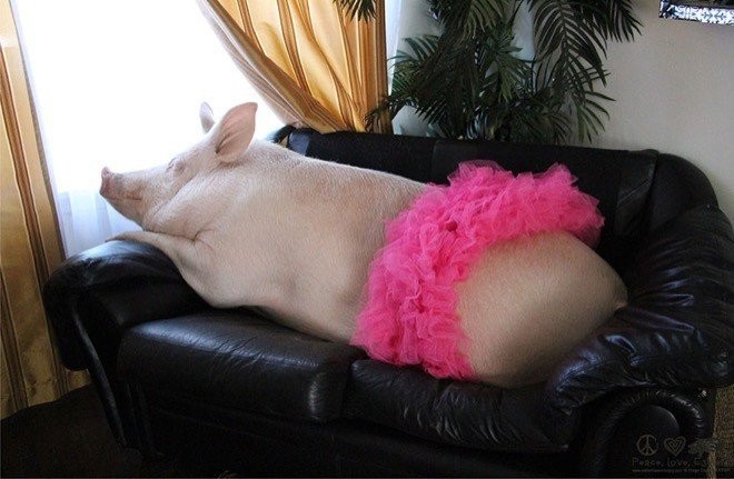 small_pig_02