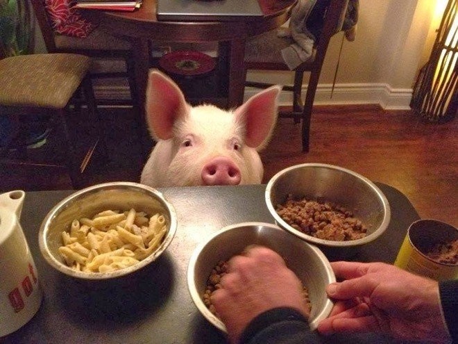 small_pig_04