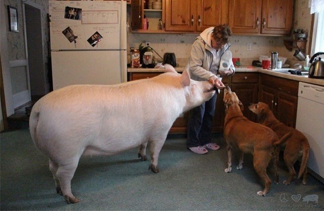 small_pig_05