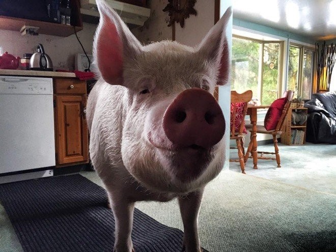 small_pig_06