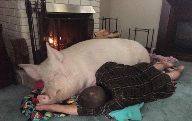small_pig_08