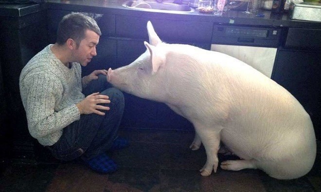 small_pig_09