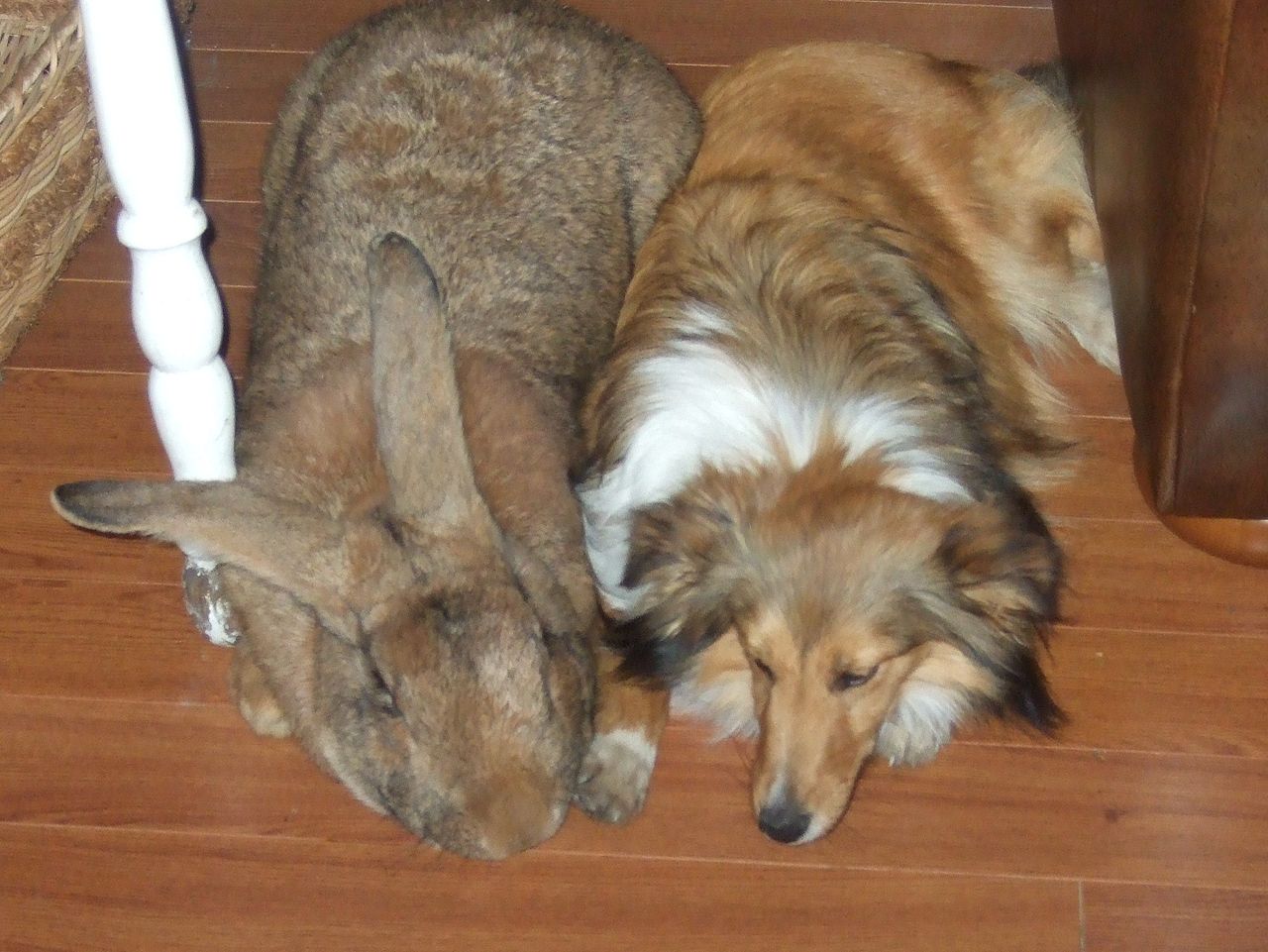 Runt_and_Paxie