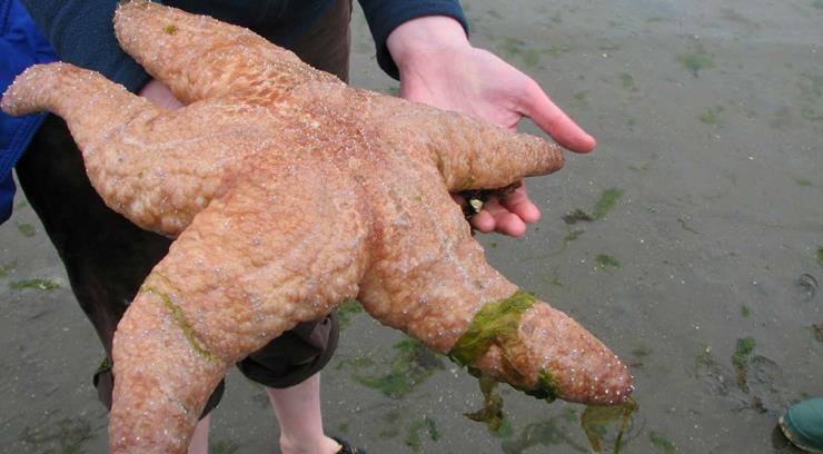 macroptychaster