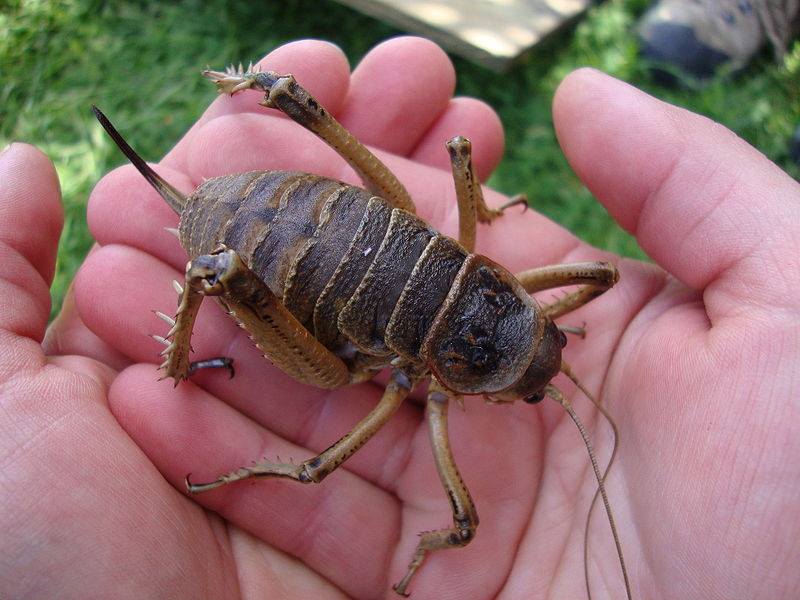 weta